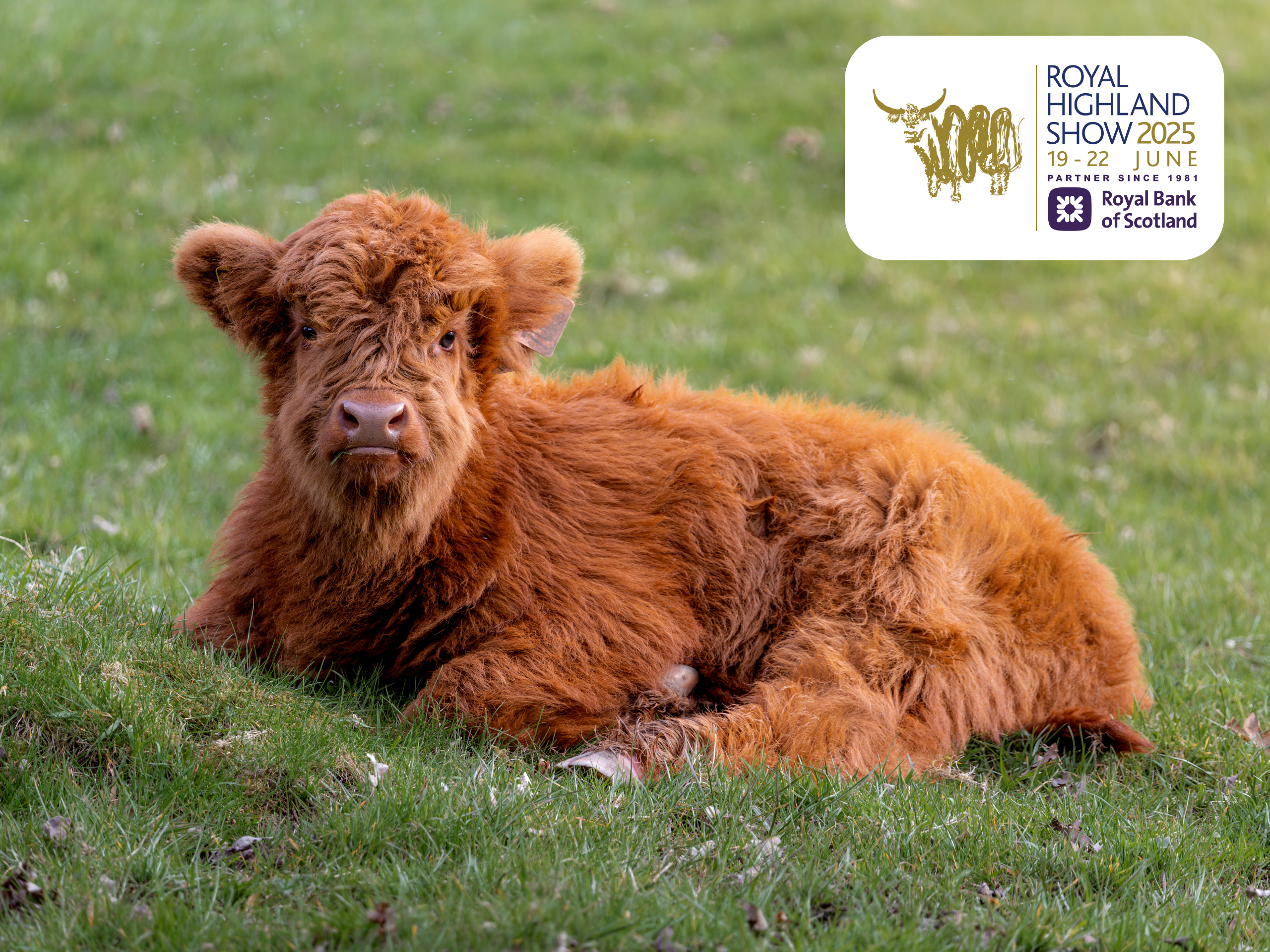 Highland Cow calf in a field, advertising the Royal Highland Show 2025